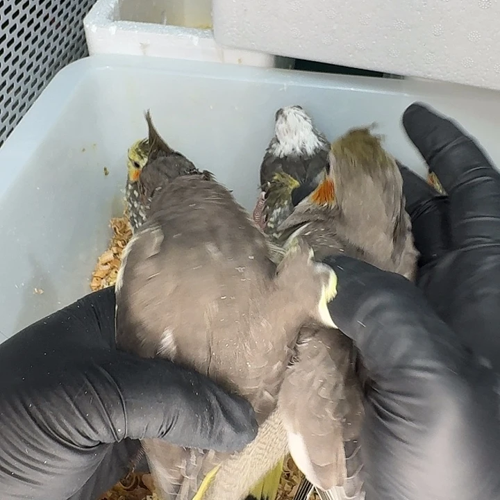 玄凤鹦鹉/鸡尾鹦鹉