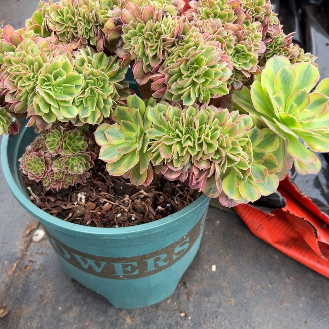 红袖添香老桩朵缀