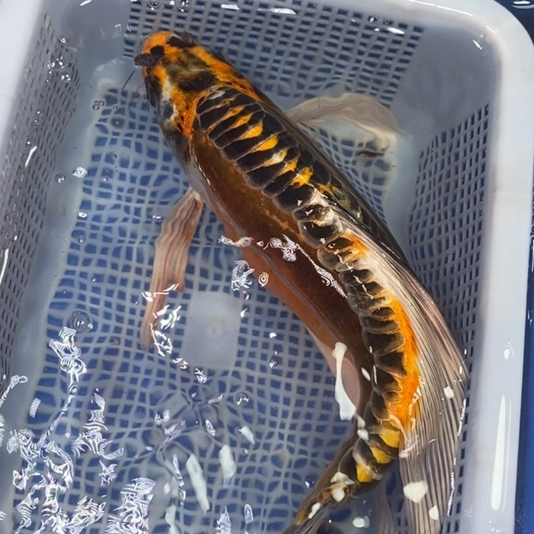 海水鱼冷水锦鲤包邮