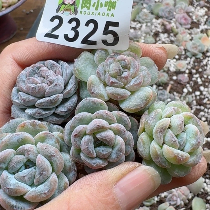 L**n多肉植物多肉植物