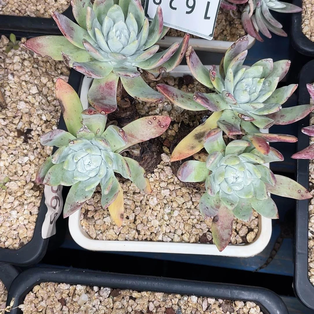 生****人泡芙苹果叶老桩1628