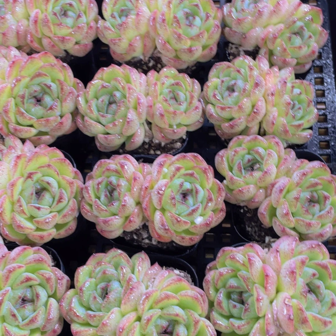 量拍2号 黄水晶飘枝双头一个