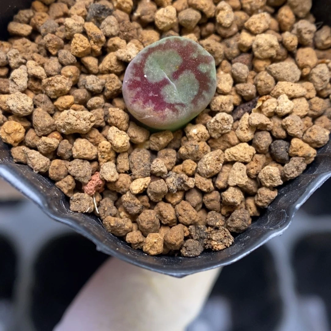 多肉植物肉锥杂交K-341 超八杂猴脸 福利
