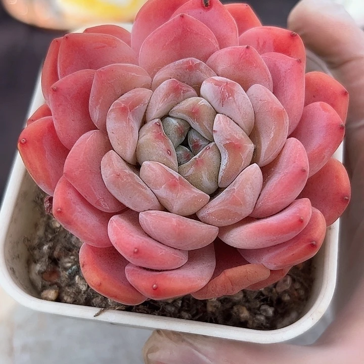 梅*小白肉植物用