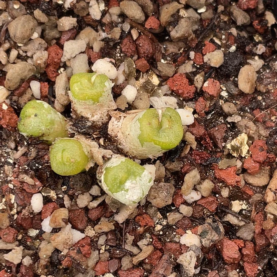 K***k20-113肉锥多肉植物