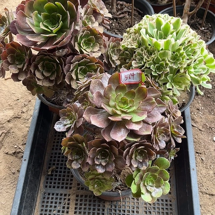 564多肉植物组合，