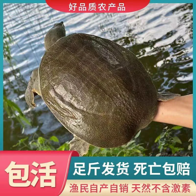 鲜活公甲外塘散养老鳖生态滋补水鱼团鱼