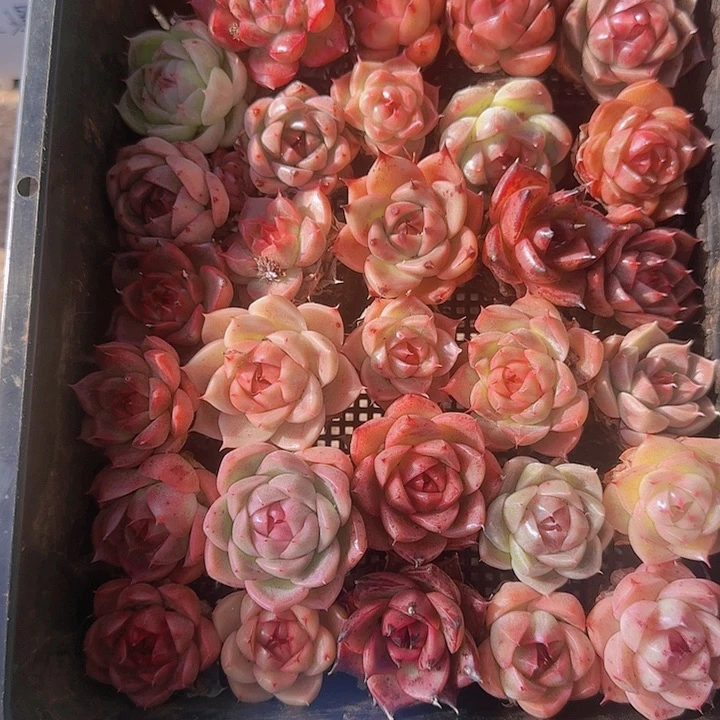 花时光精品多肉50