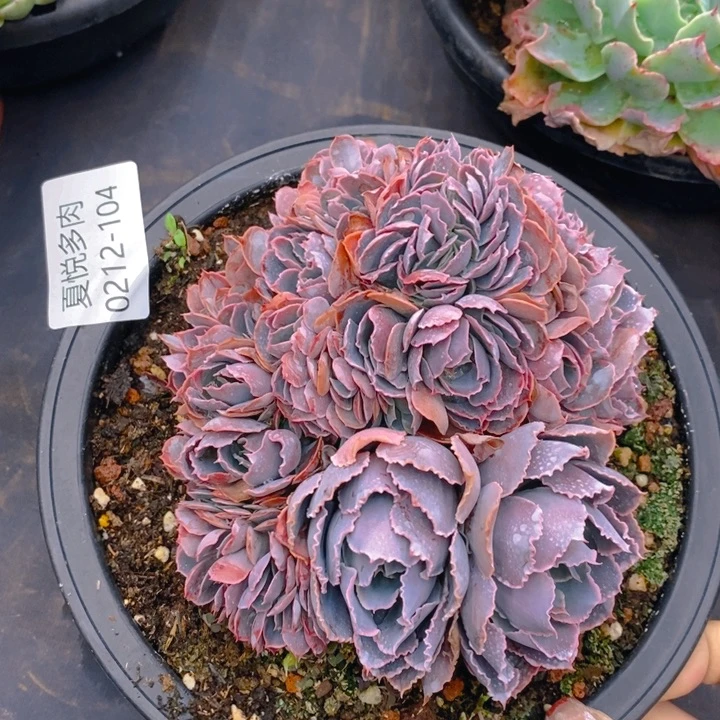 用****3夏悦多肉0212-104晚霞之舞缀