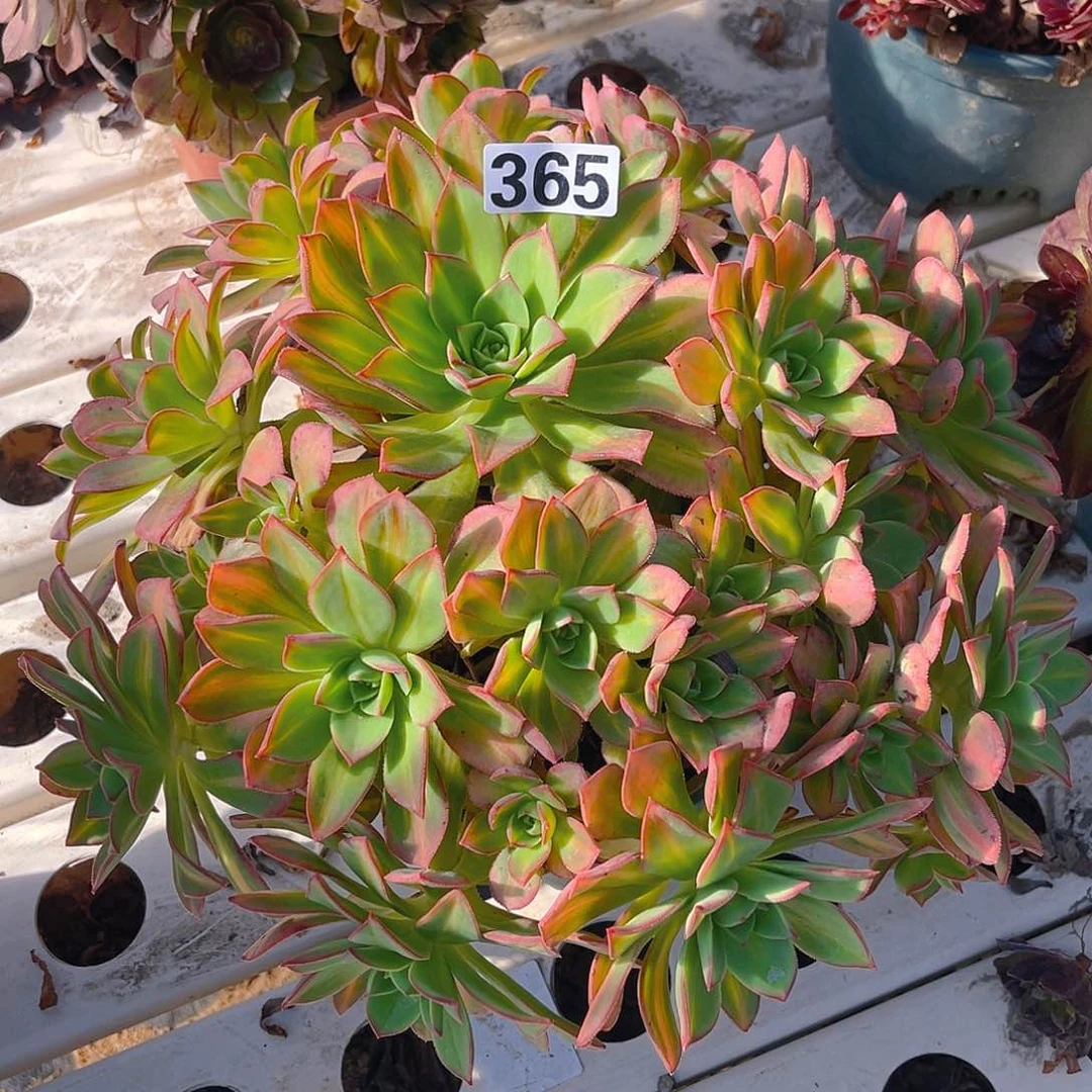 法师法师3–8包邮法师