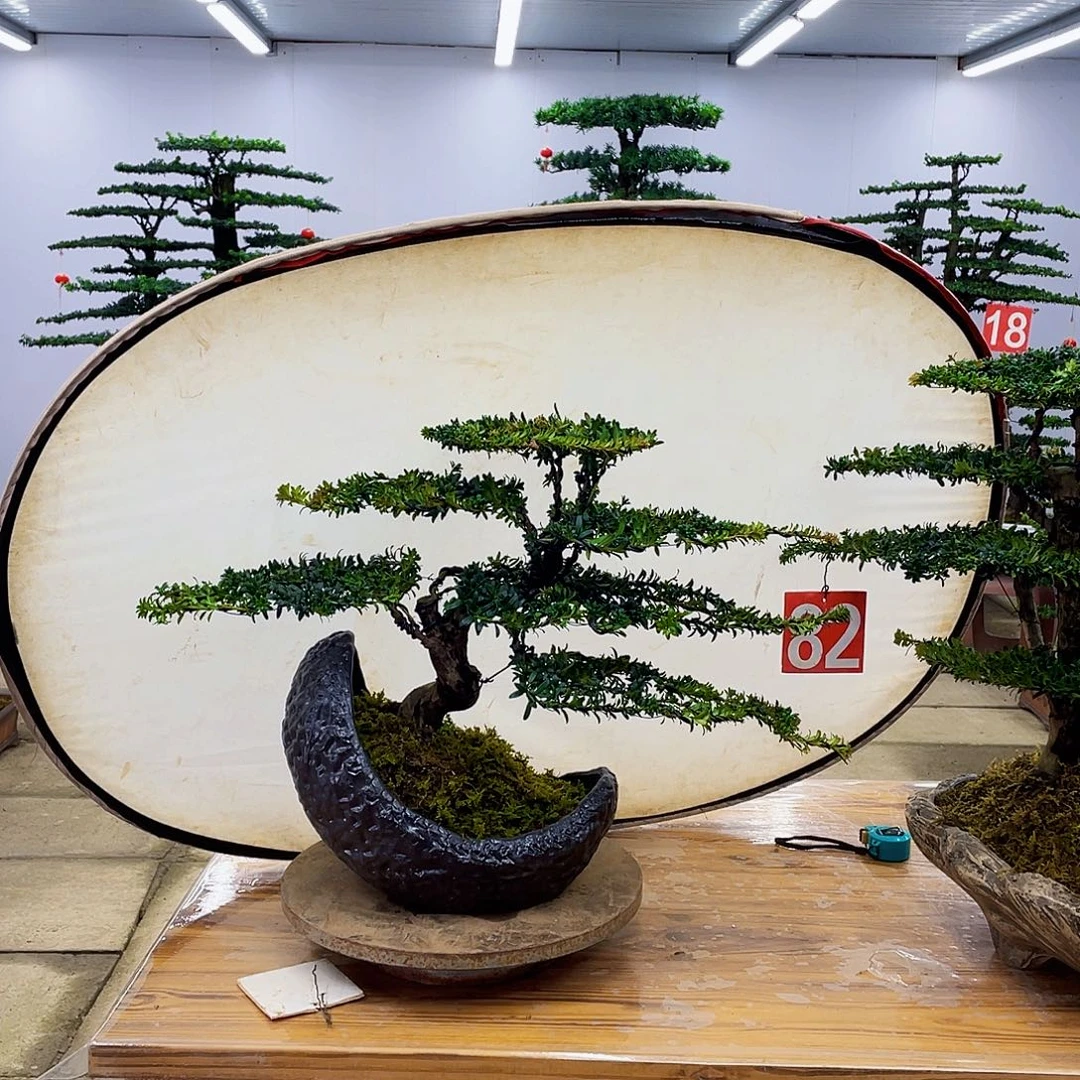 无花朵罗汉松盆景一物一拍