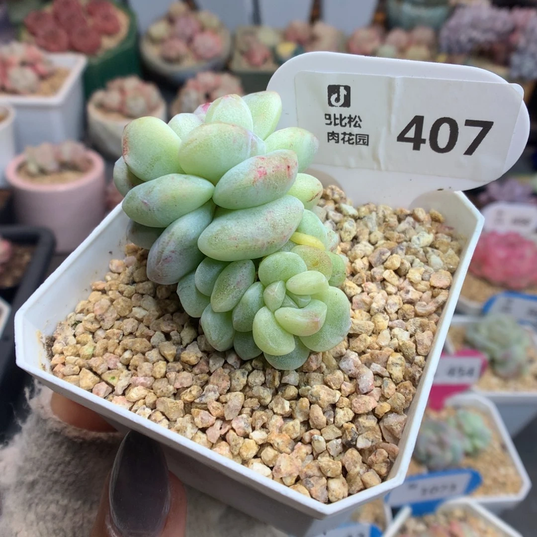 407四头冰玉石化多肉植物