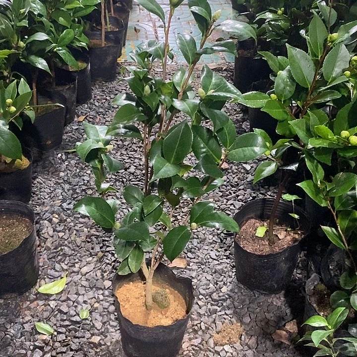 花露珍放漏 无花朵少量花苞