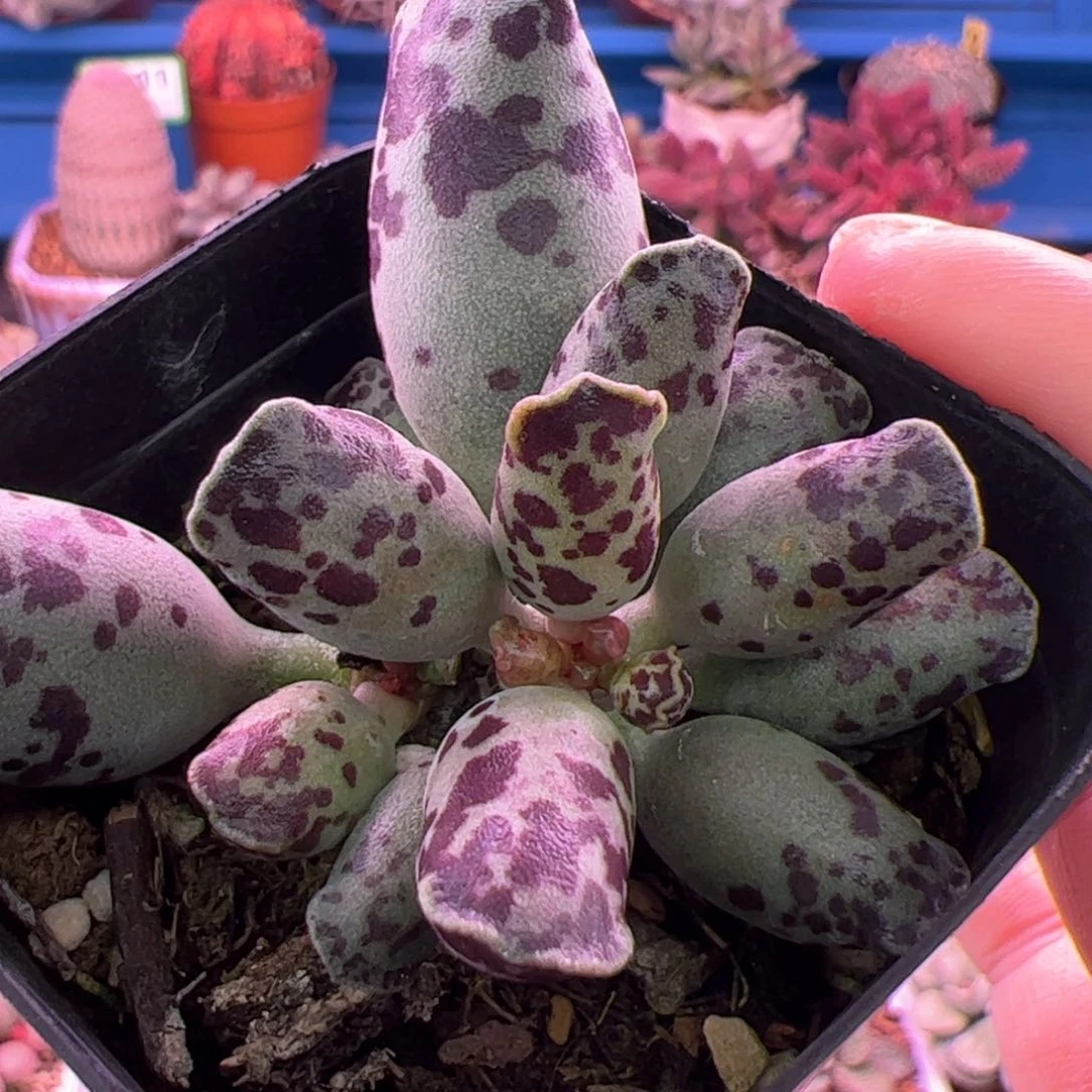 海豹随机一棵满69包邮