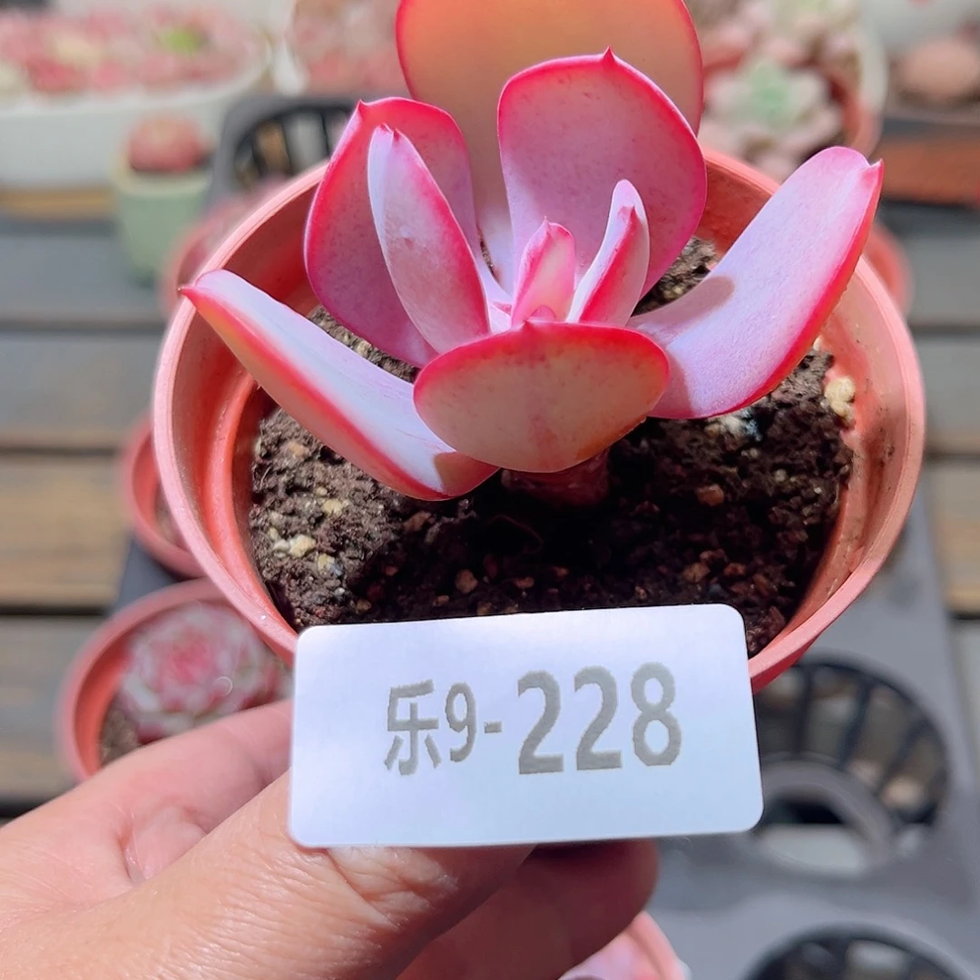 乐9-228 白眉单头