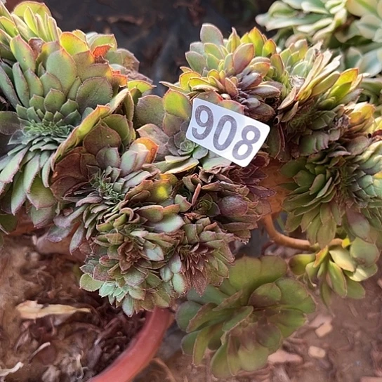 努***乐多肉植物一个万追