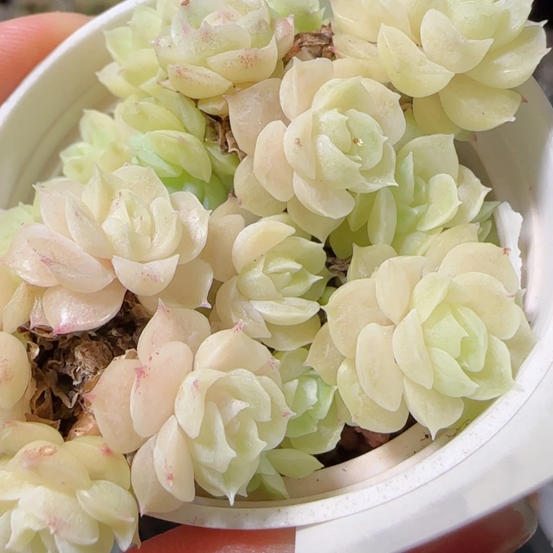 花语逸镜1104-174散