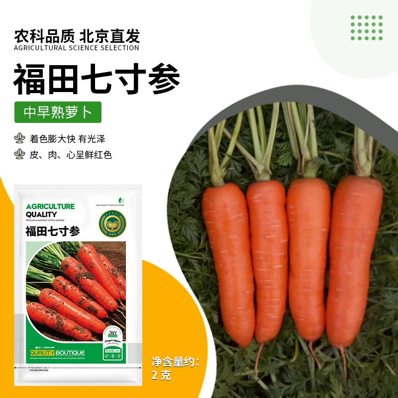 【农科院推荐福田七寸参胡萝卜种子】水果秋季蔬菜种简单易种春耕节