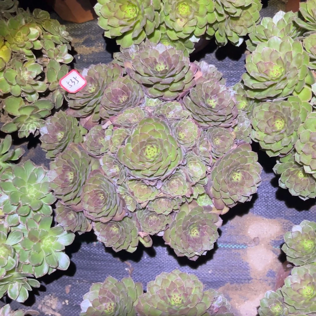 535多肉植物红魔法师