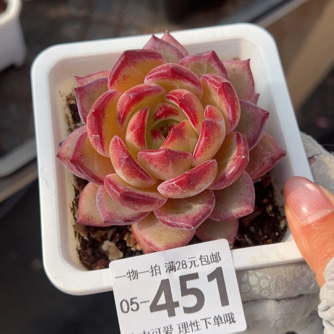 黑武士多肉多肉多肉