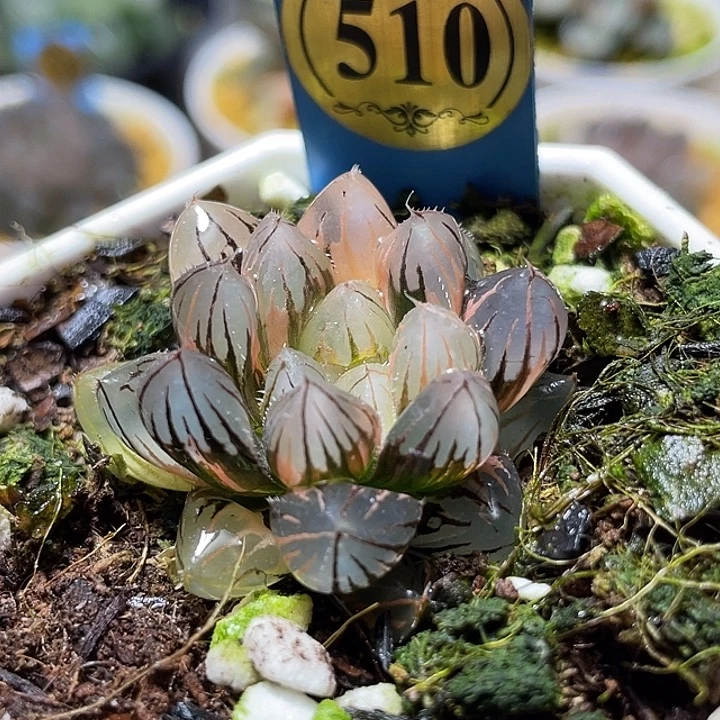 510霓虹灯锦特选福利