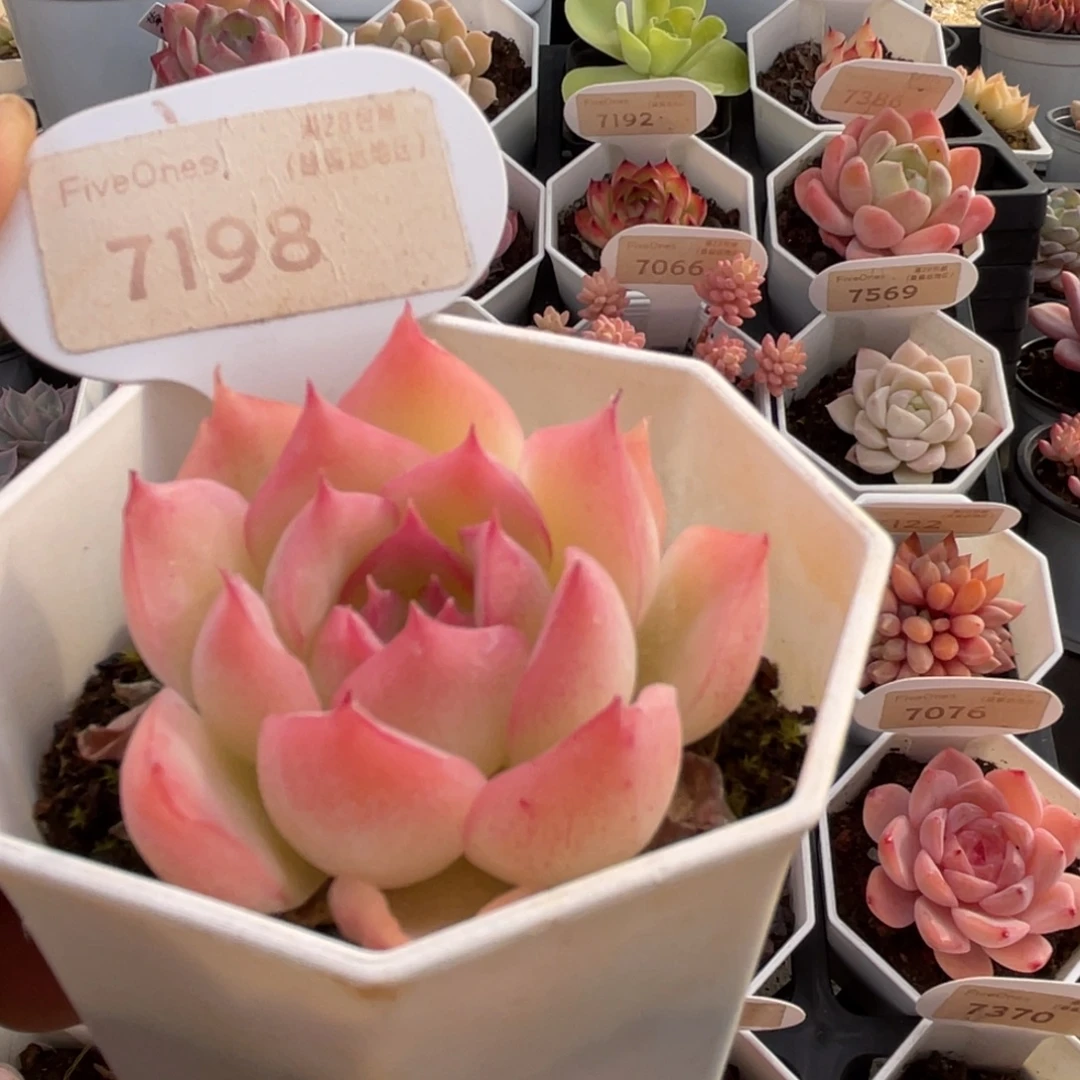 侧影7198-4.5厘米