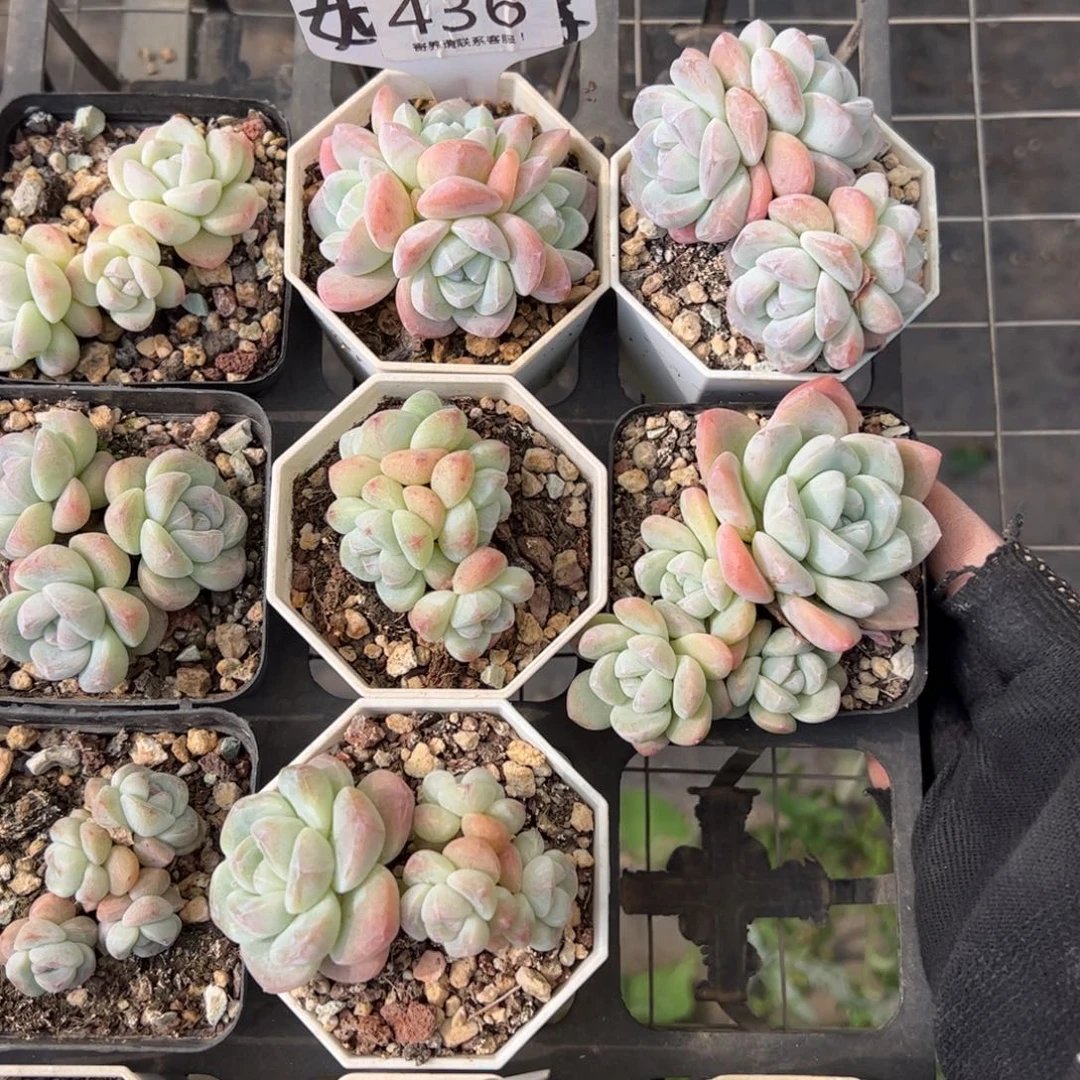 436号冰玉多肉植物