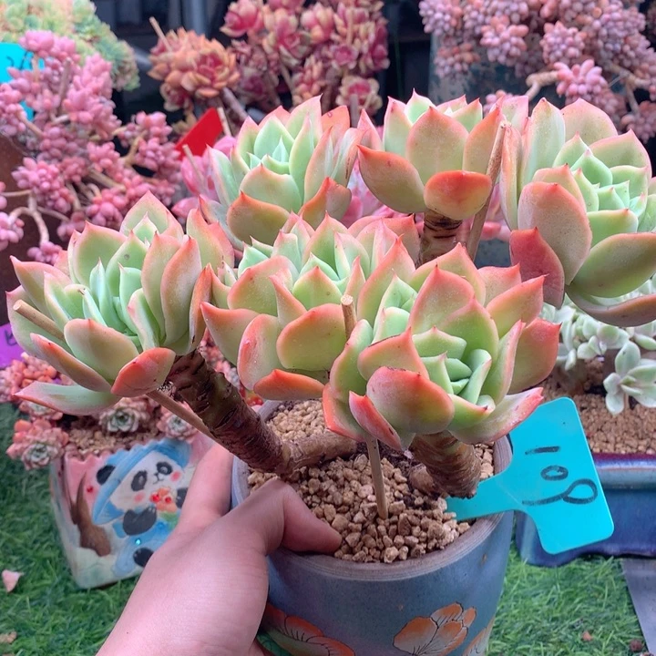 多肉植物一物一拍109