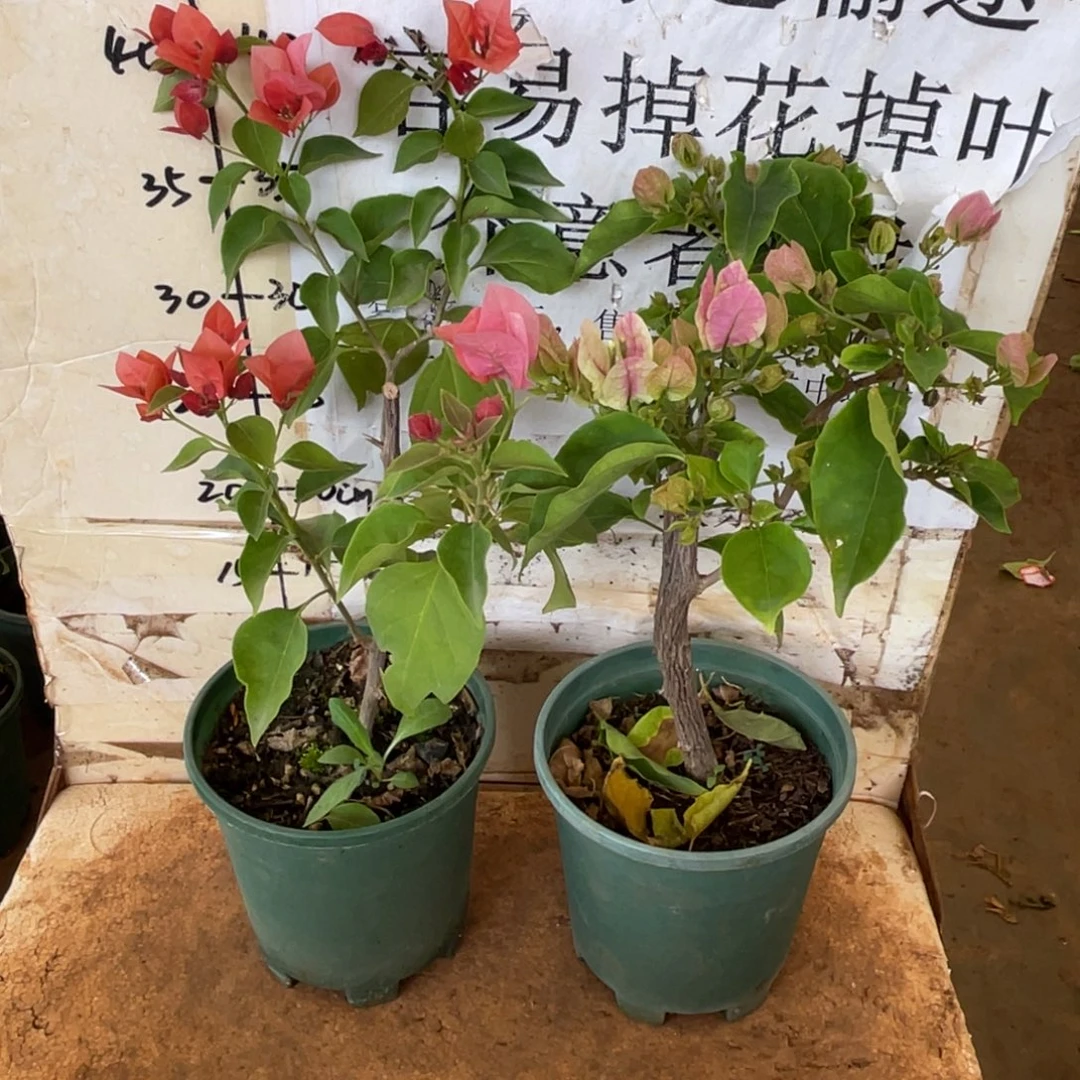 陈***金当前无花栽培后可以开花7-0923