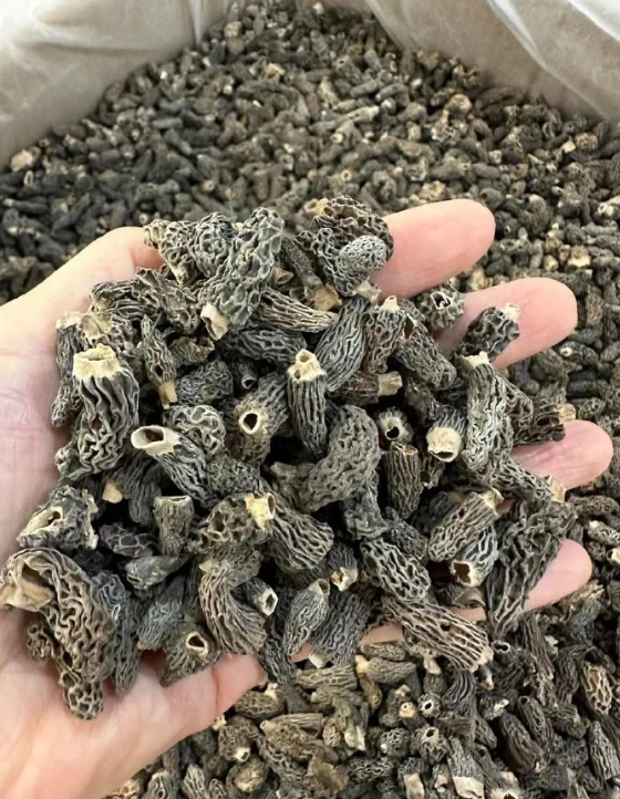 ［2025年头茬］迷你小羊肚菌 现场展示 鸿浩海味