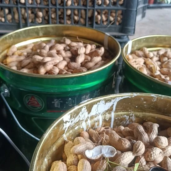 阳***果完全开放天竺葵小苗免费送