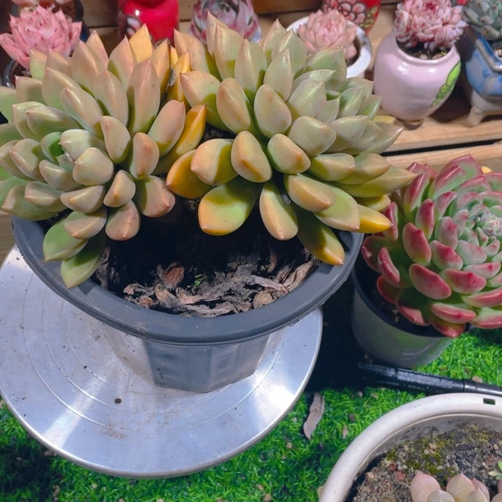 叶***盘谢谢你的支持0000025