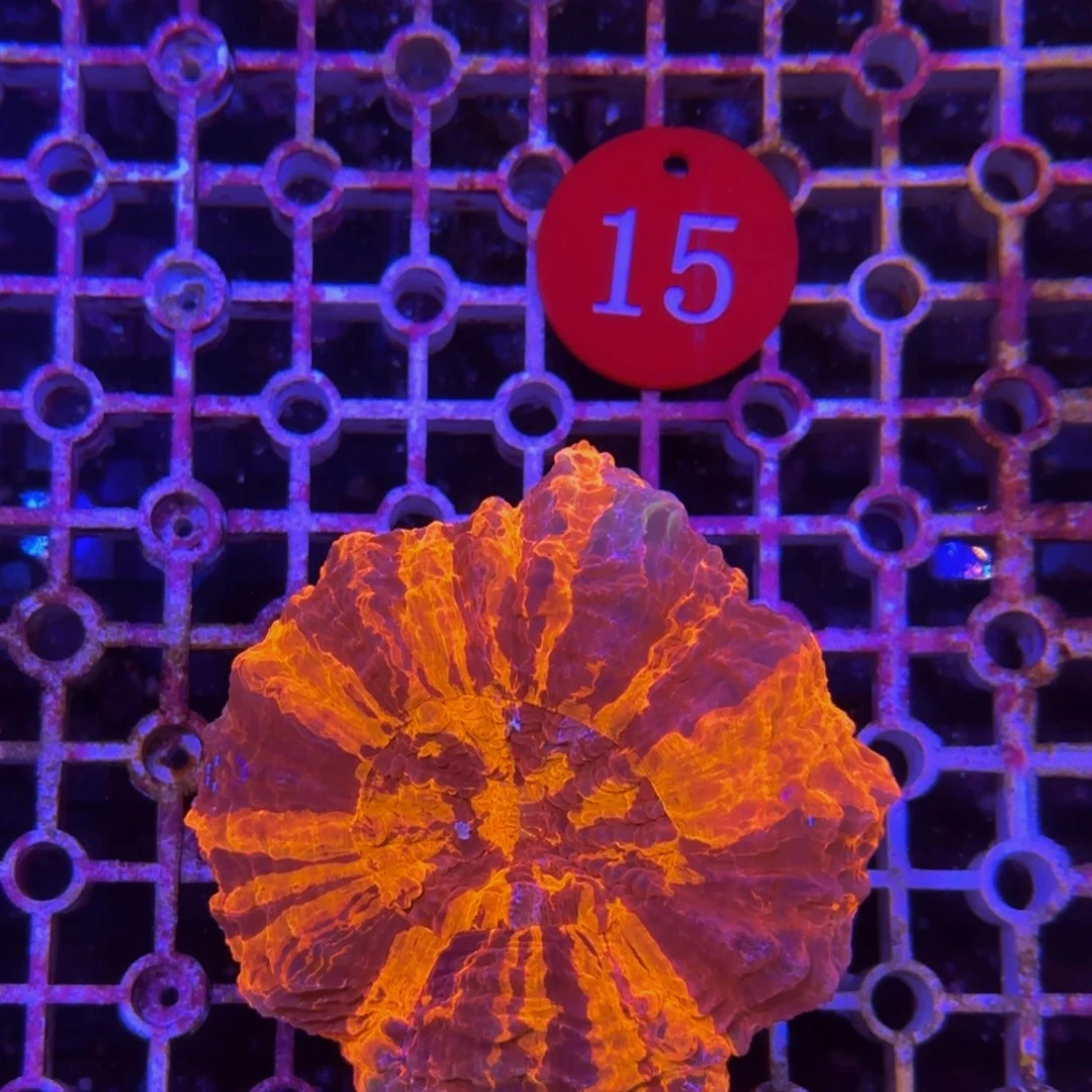 万鱼来朝海水观赏