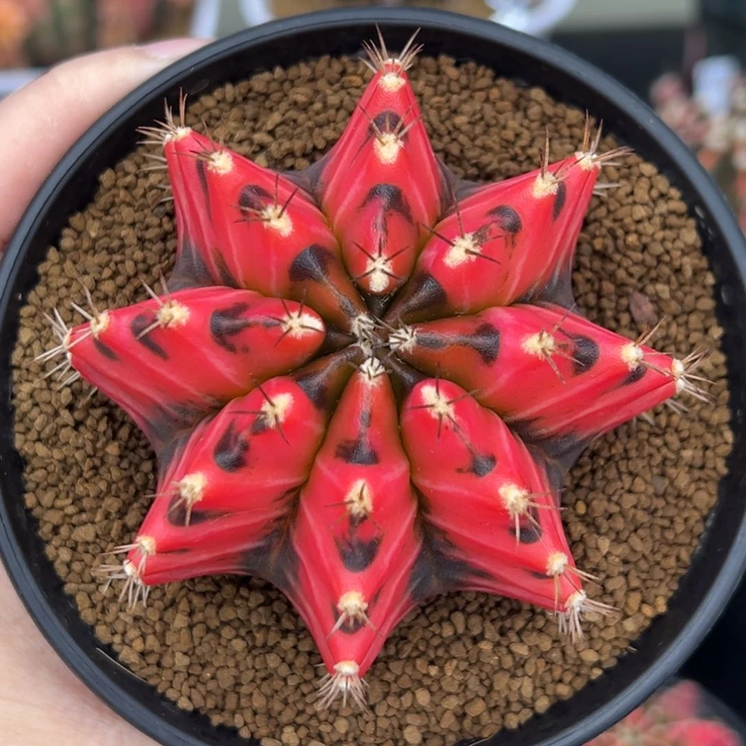 实生泰系米哈锦，带盆土发货