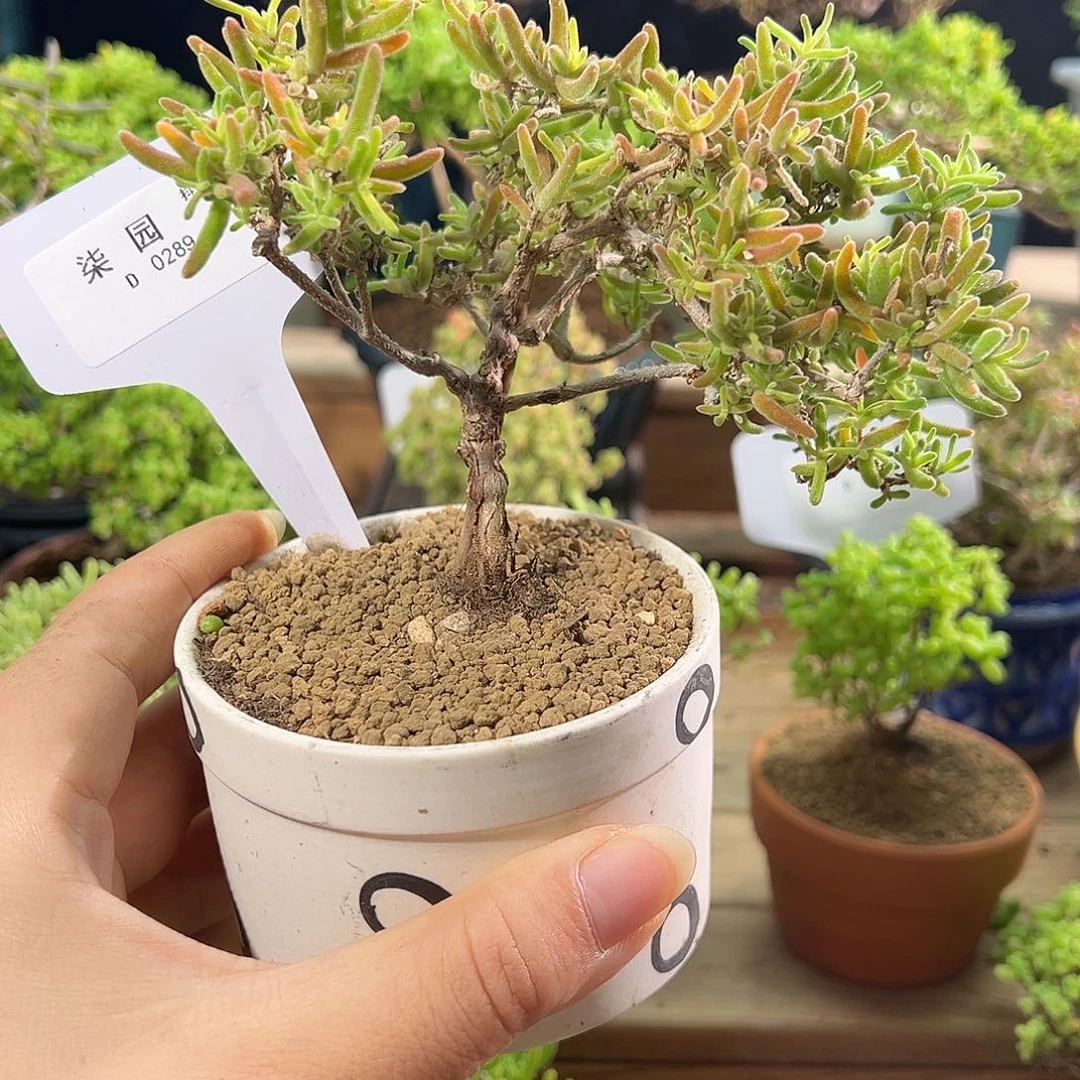 D0289珊瑚老桩精致造型