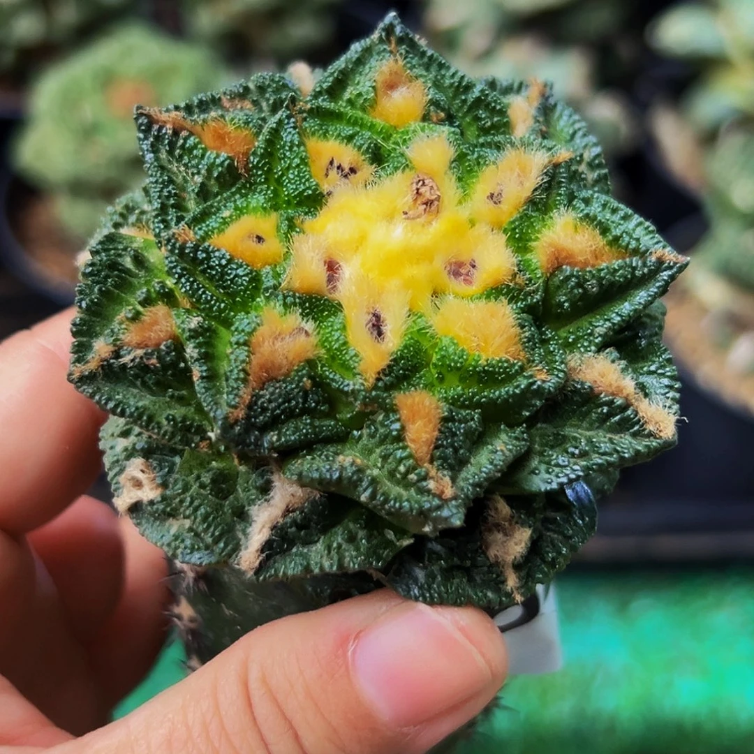 无花朵福利金毛辛顿牡丹564