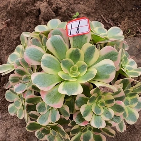 新品布加迪老桩捧花16号
