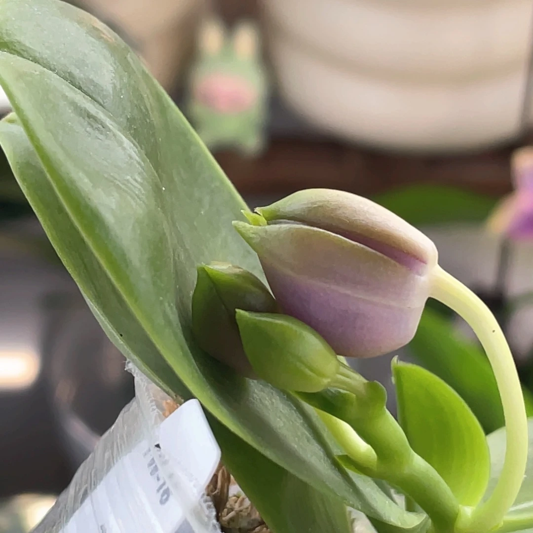 当前无花栽培后可以开花yw16反射龙交花苞