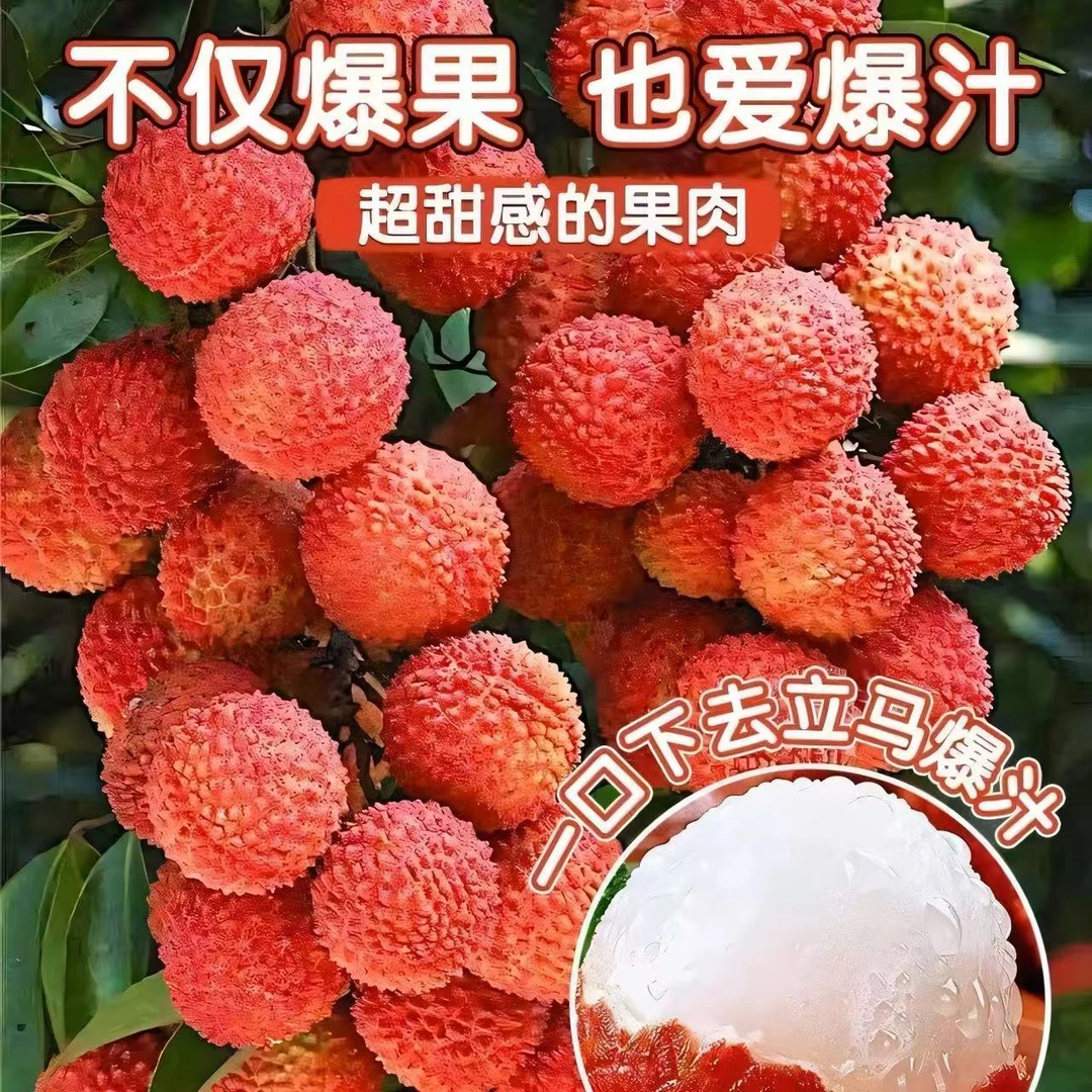 荔枝树苖无核桂味果树盆栽妃子笑水果树苗仙进奉嫁接果苗当年结果