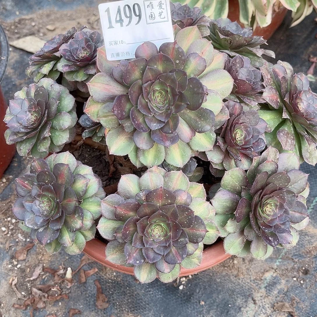 1499倾城中斑多肉植物