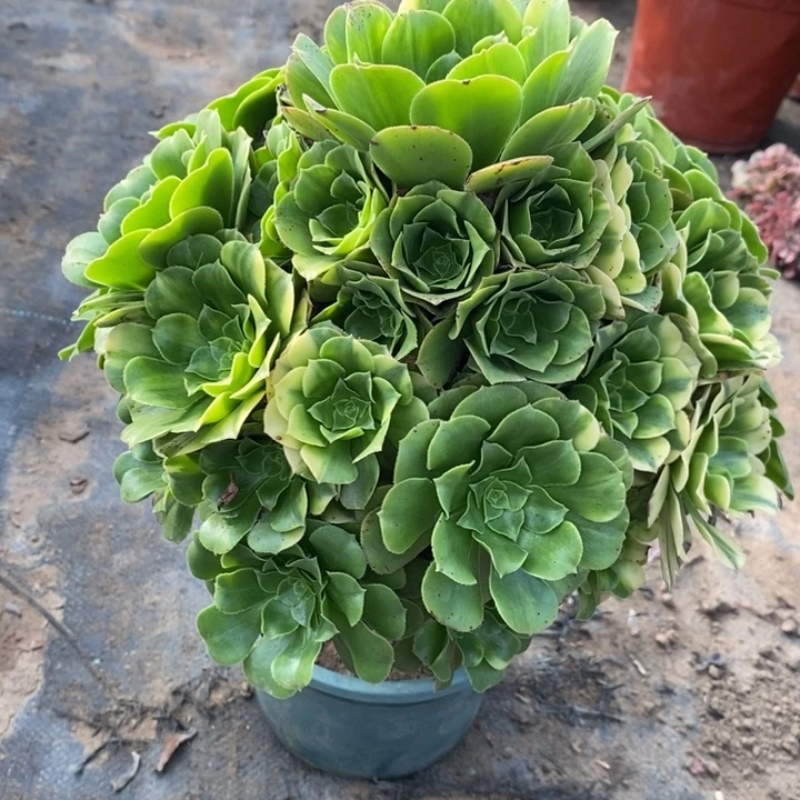 五彩琉璃多肉植物12