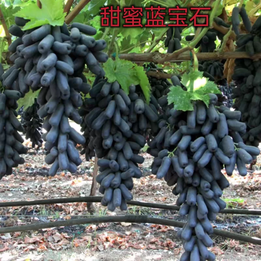 无籽葡萄苗甜蜜蓝宝石葡萄树苗盆栽地栽当年结果南方北方种植果苗