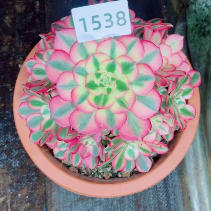 倾城多肉发货发货