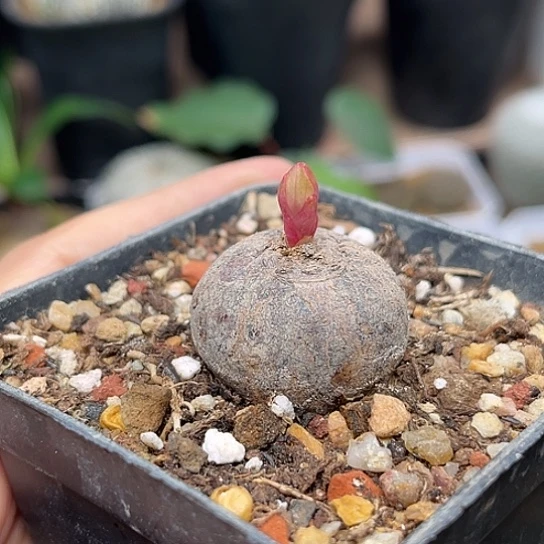 无花朵玫瑰大戟实生2.8cm
