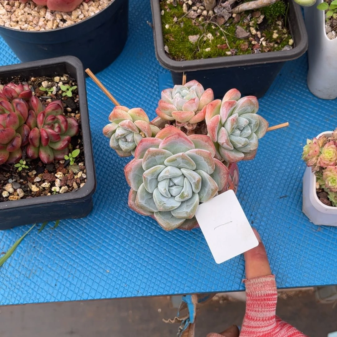 001冰玉多肉植物