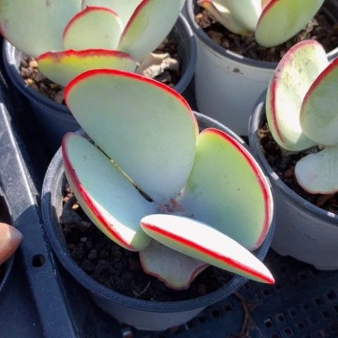 丸叶白眉。