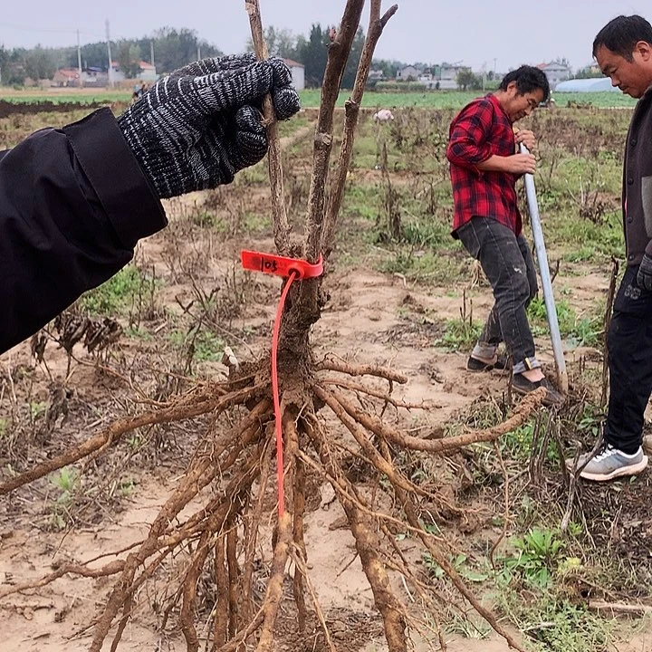 当前无花朵，栽培后可花朵皇冠105