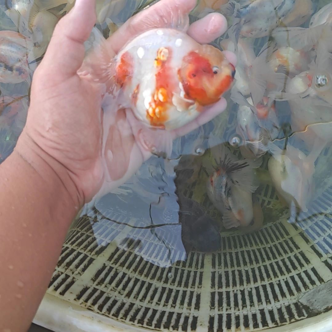 闪鳞樱花泰狮金鱼