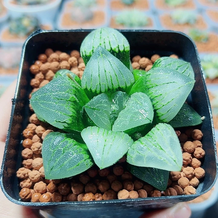 十二卷多肉实生寿