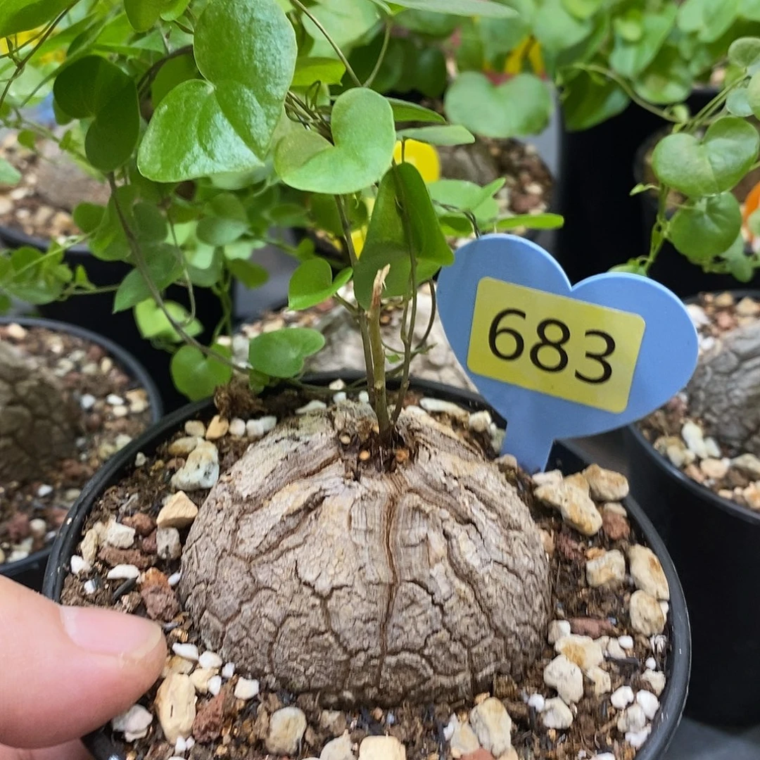 南非龟甲龙龟甲龙